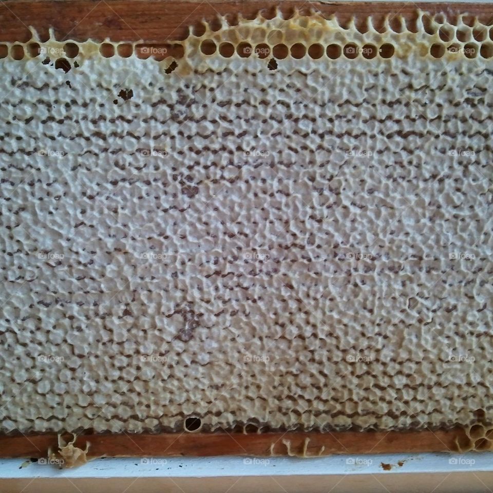 Honeycomb