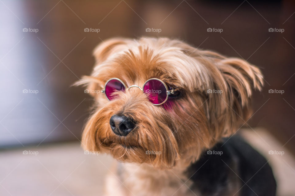 Yorkie Dog Wearing John Lennon Style Glasses 4