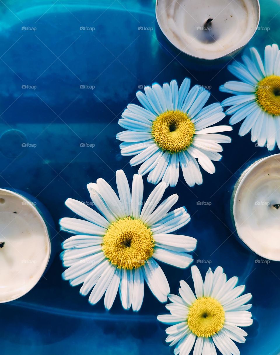 Daisy flowers and candles floating on blue water