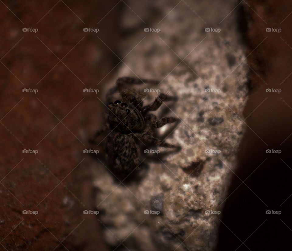 The jumping spider looking up with curiosity.