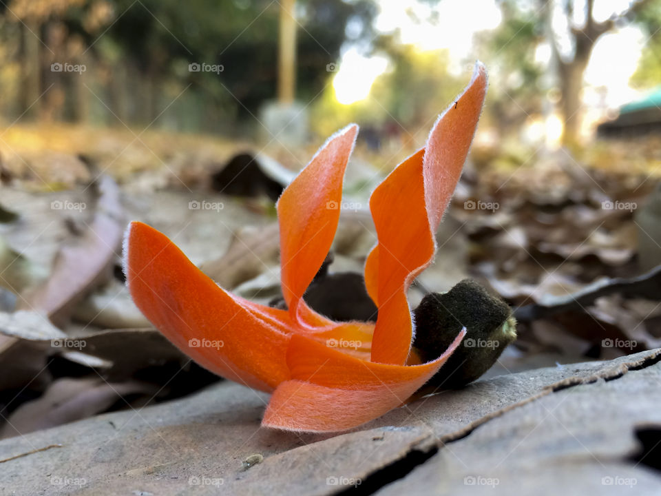 beautiful firing flower in spring season