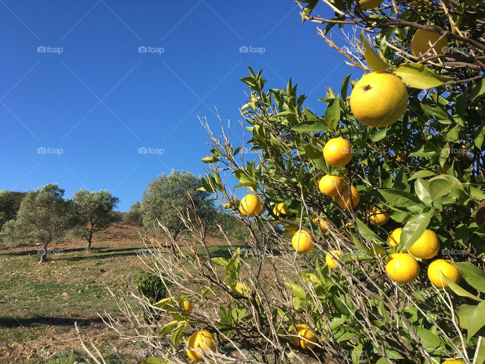 Oranges on the tree before the harvest with great blue sky