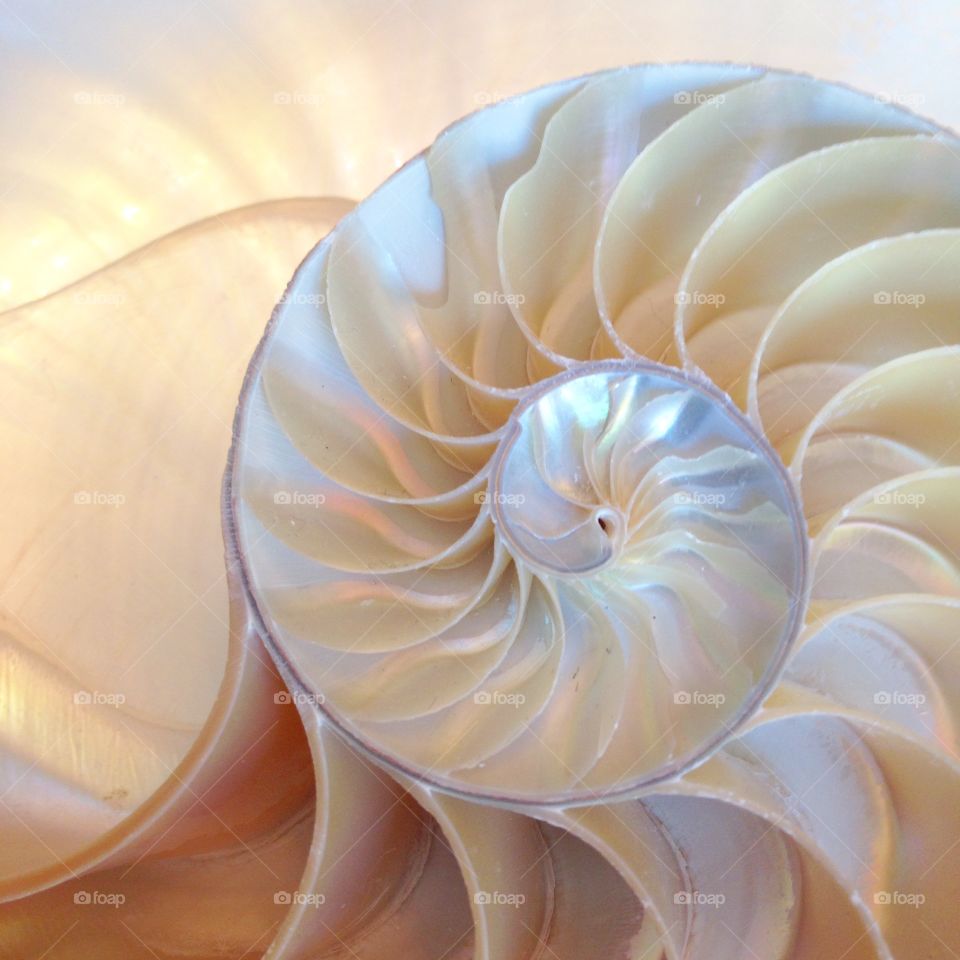 Nautilus shell close-up half