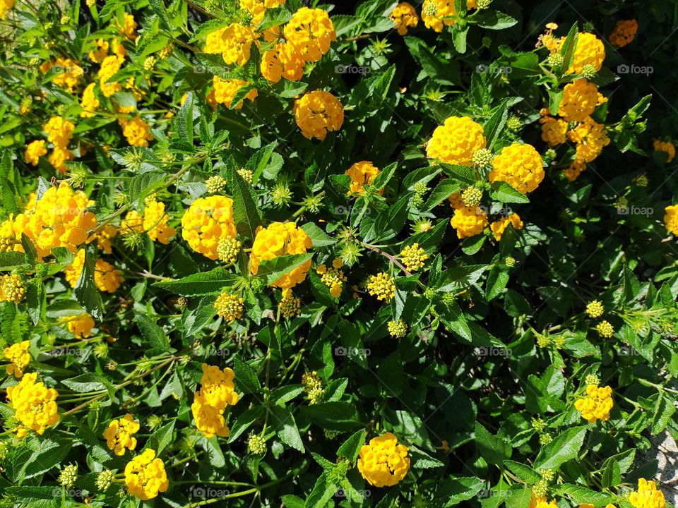 Garden of small yellow flowers
