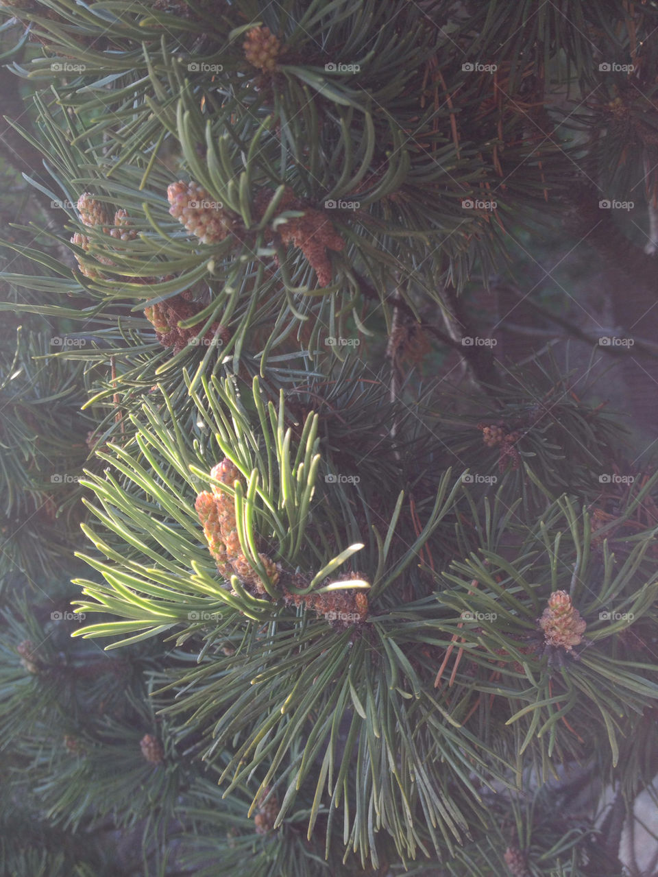 Pine Needles