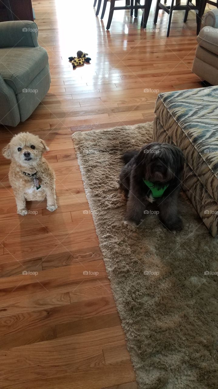 poodle bichon and Tibetan terrier dogs