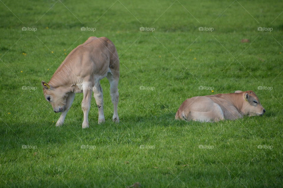 Two Calfs In The Grass