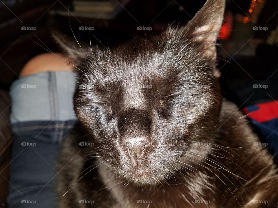 Cat with eyes closed