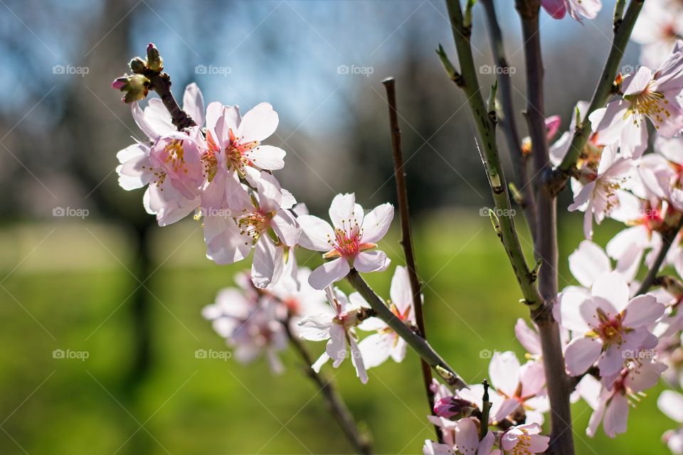 Almond tree flowers