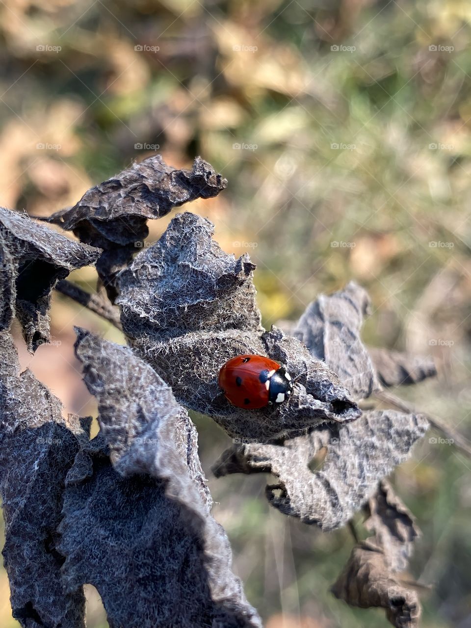 Ladybug