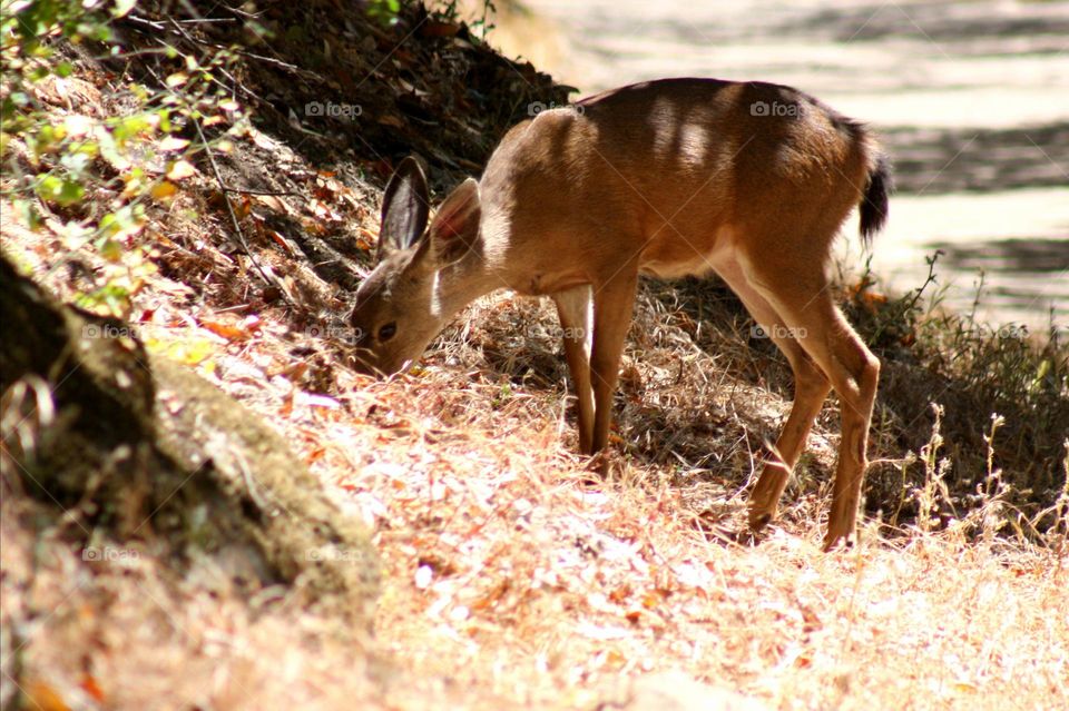 Deer on mountain