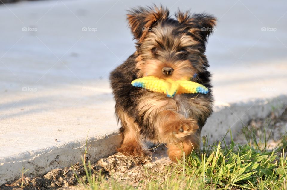 Dog playing with toy