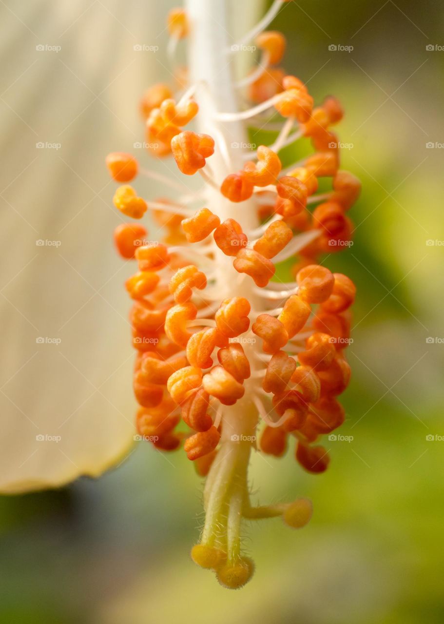 Close-up of Stamen