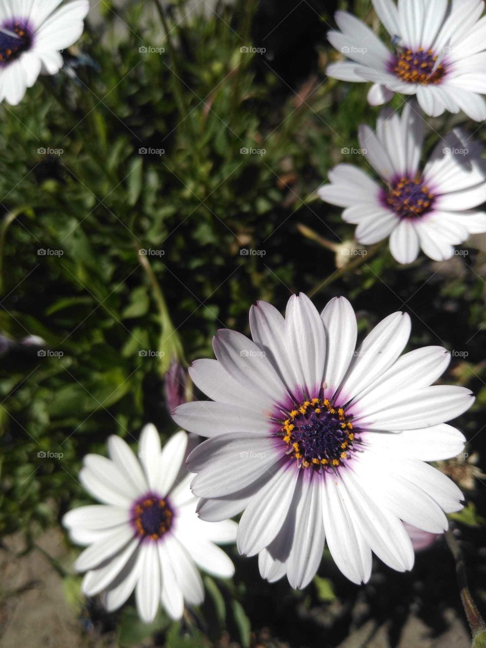 Flores en el jardín