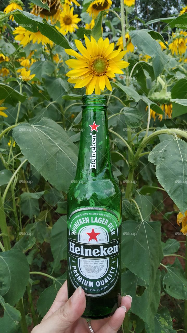 Sunflower Heineken