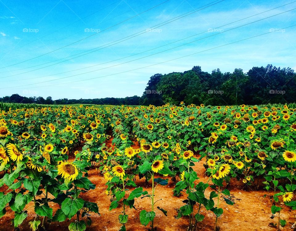 Beautiful field of sunflowers under a blue South Carolina sky.