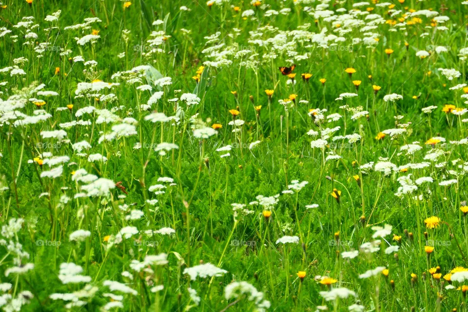 beautiful in Nature