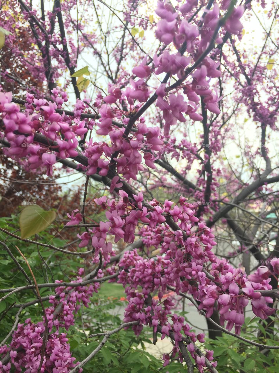 Pink spring blossoms. Possibly cherry blossoms?