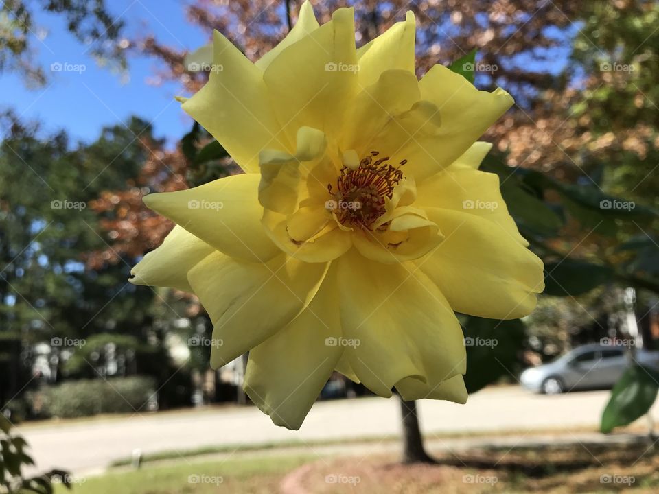 Sunshine flower 