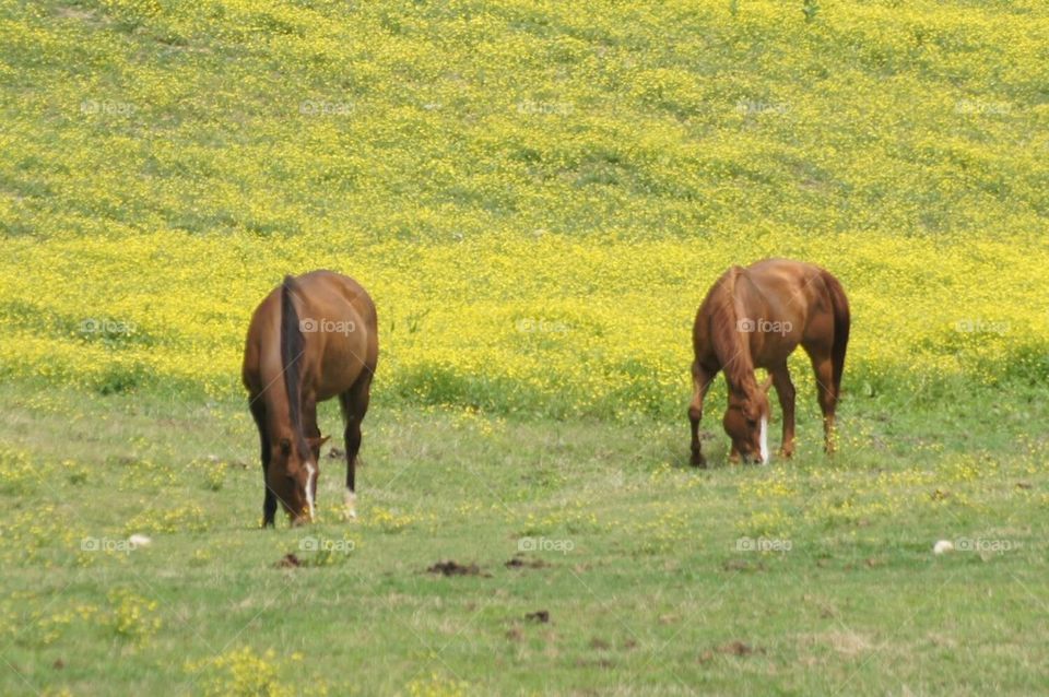Horses grazing in a field