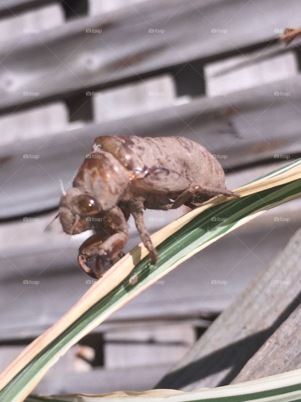 Cicada lifecycle . Cicada moulting
