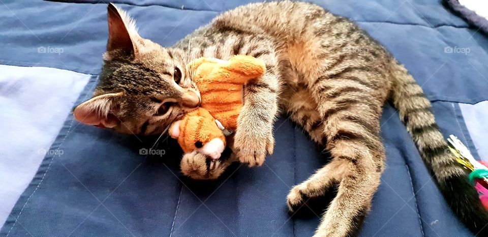 kitty playing with its toy