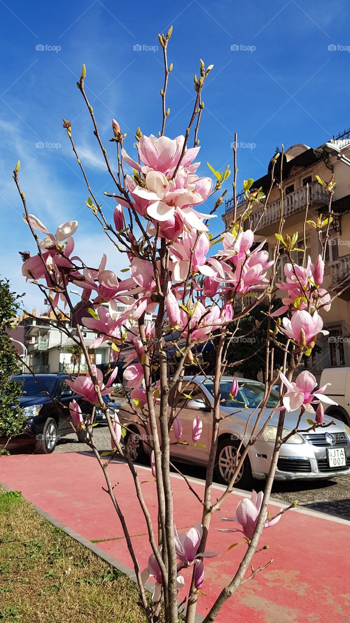flowers in the city, spring