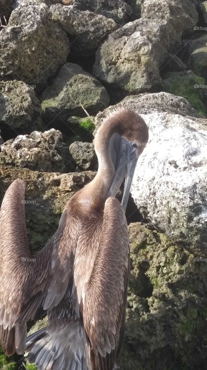 Brown and grey pelican grooming himself on large, white and grey rocks with green algae.