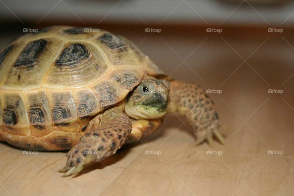 Close up of a Russian Tortoise.
