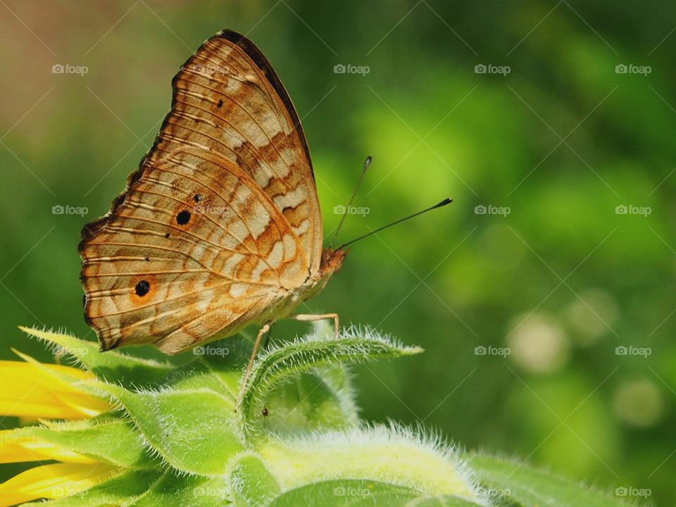 Close-up of brown butterfly
