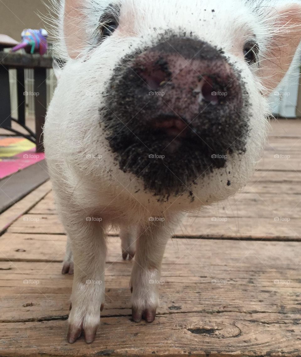 This pigs got a dirty nose