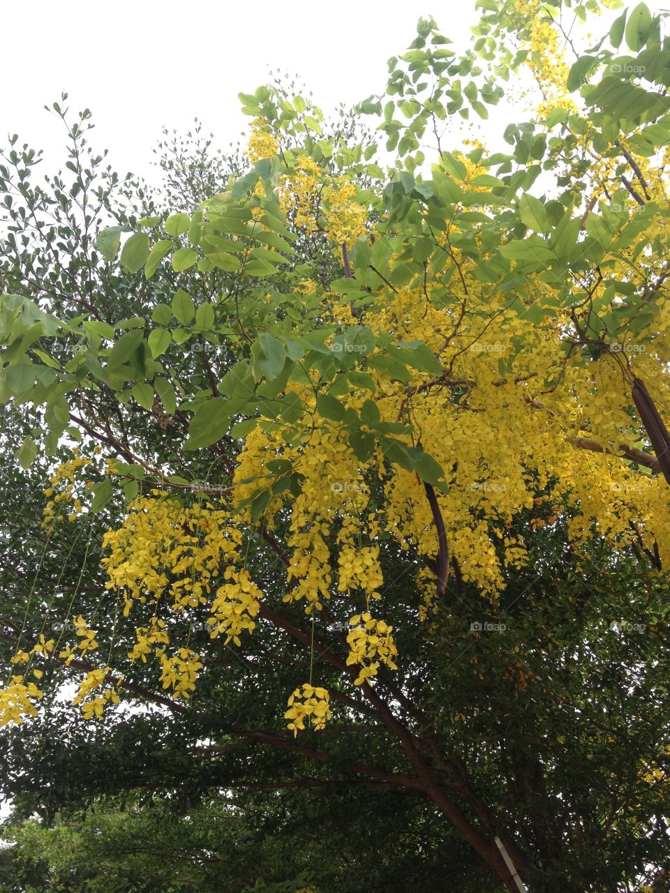 Cassia fistula, golden tree, National Thailand Tree. Songkran Festival.