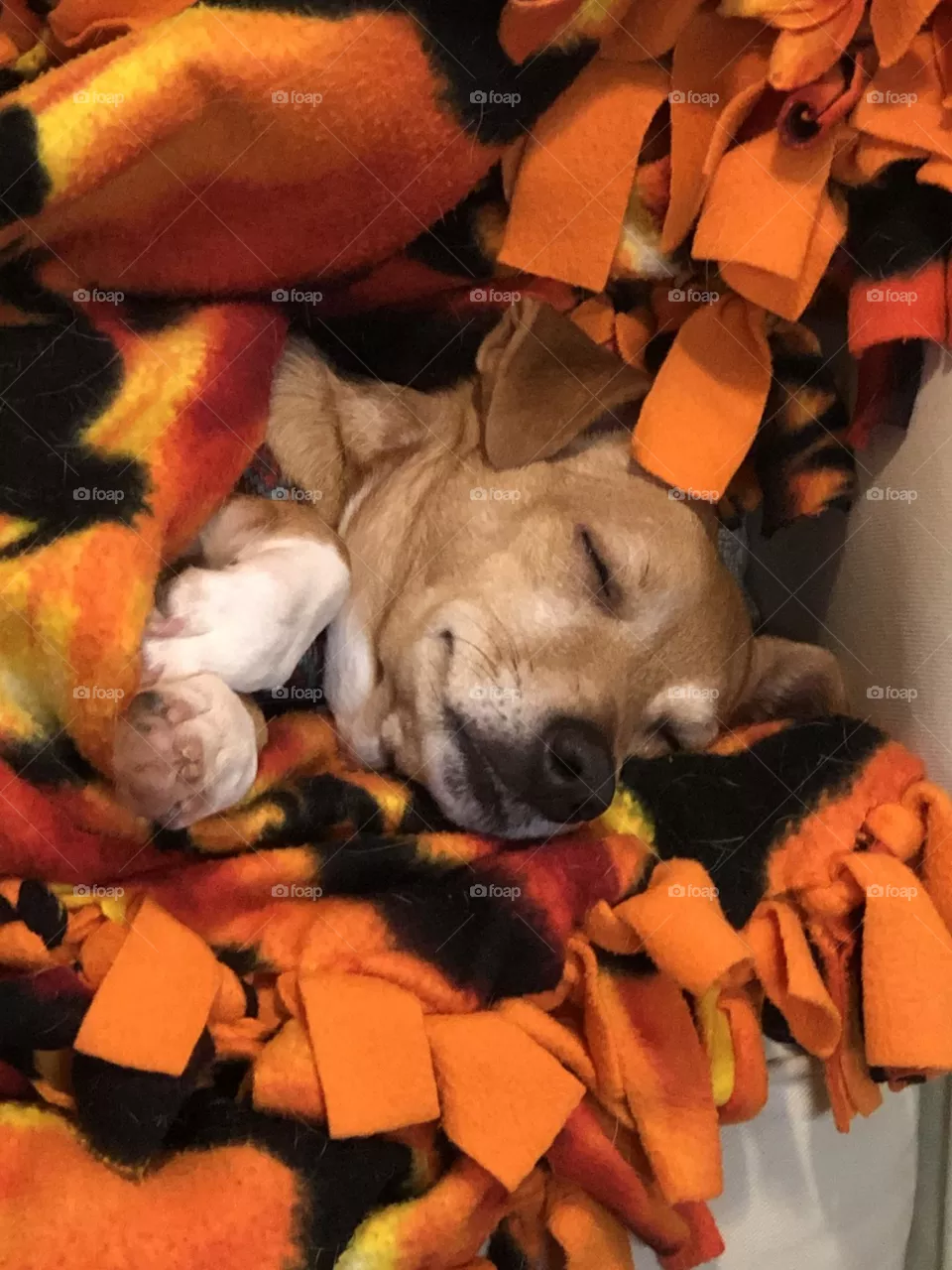 Passed Out Pup