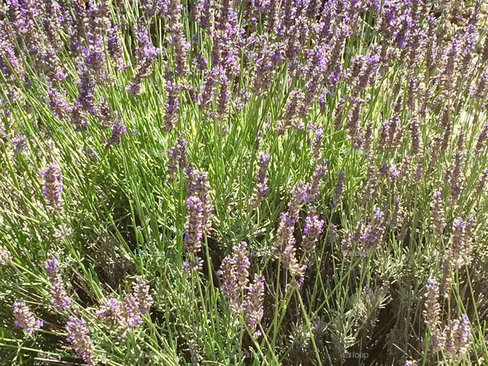Lavender 
