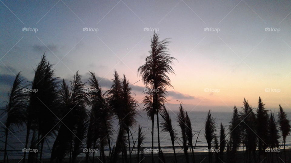 tall grass sunset. palm trees blowing in the wind