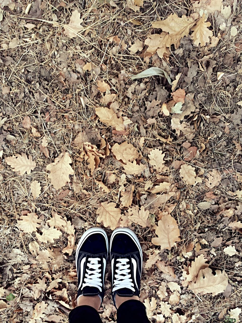 vans