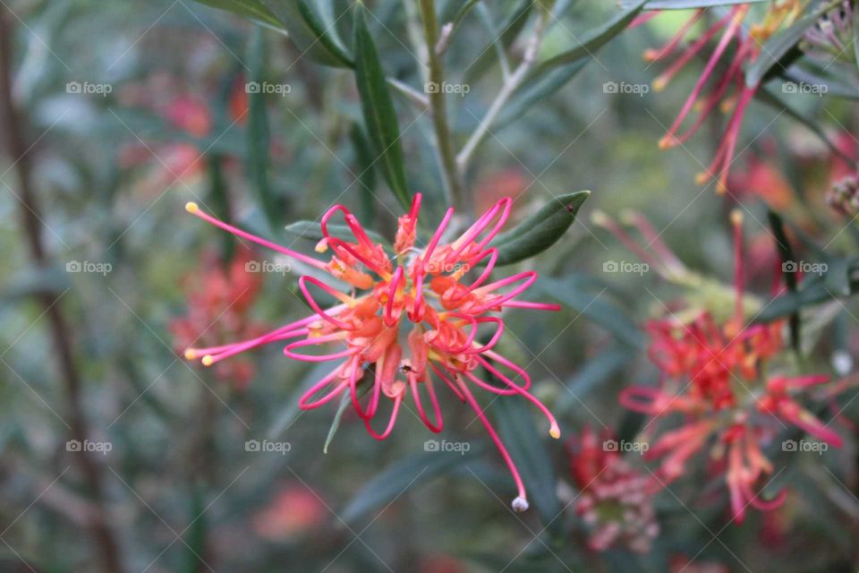 Closeup of a colourful Australian spider like native plant