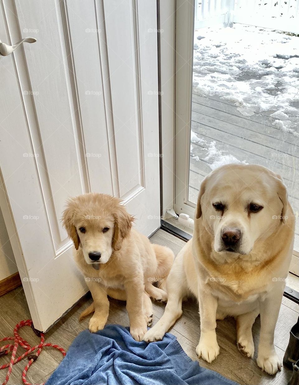 I told you it was a bad idea…golden retriever and yellow lab sitting by the door looking like they just got in trouble