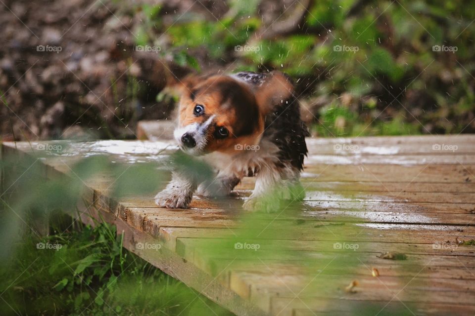 Wet dog