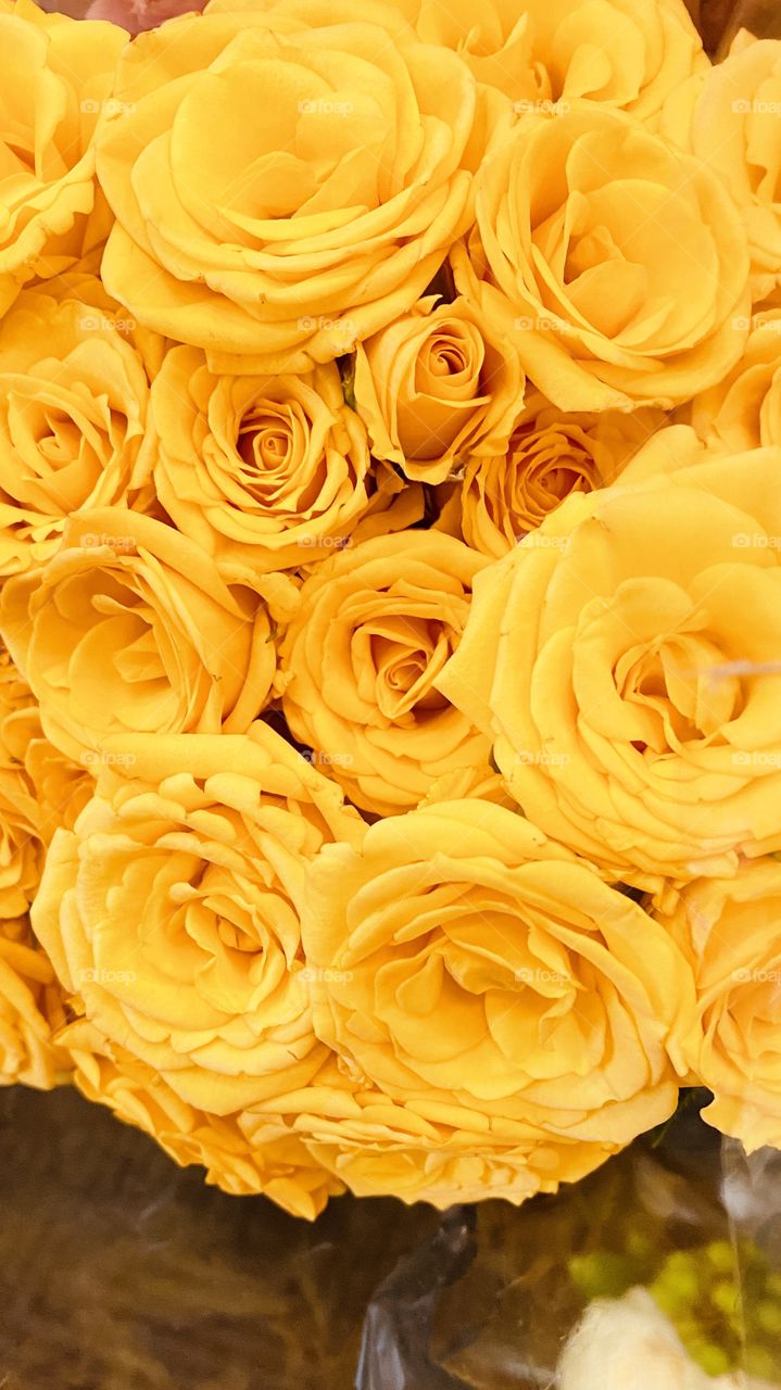 Yellow Roses of Friendship