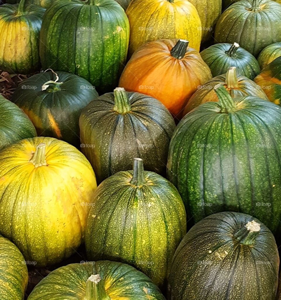 pumpkin season!