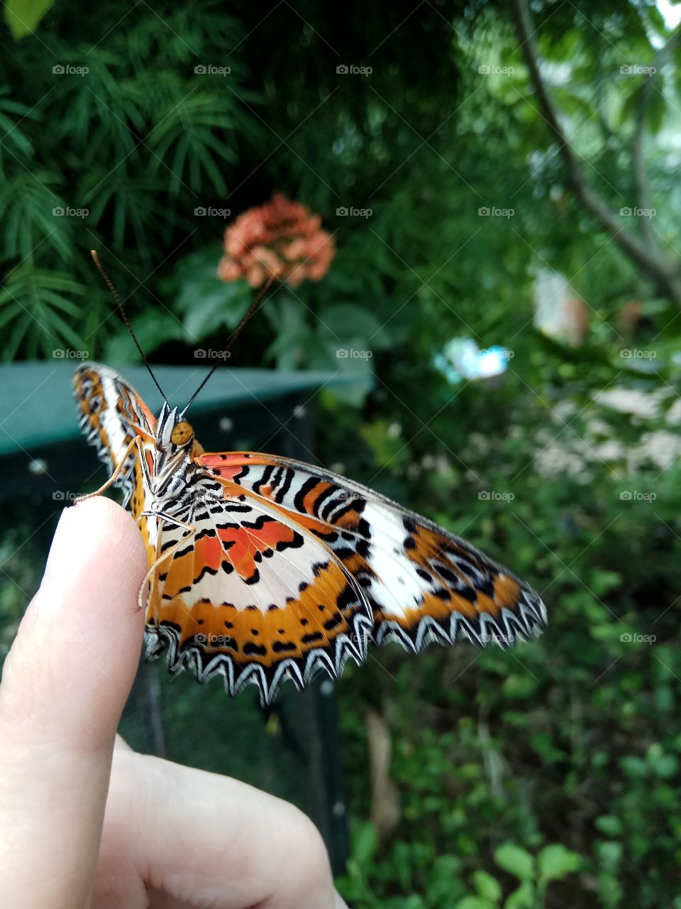 Beautiful Butterfly