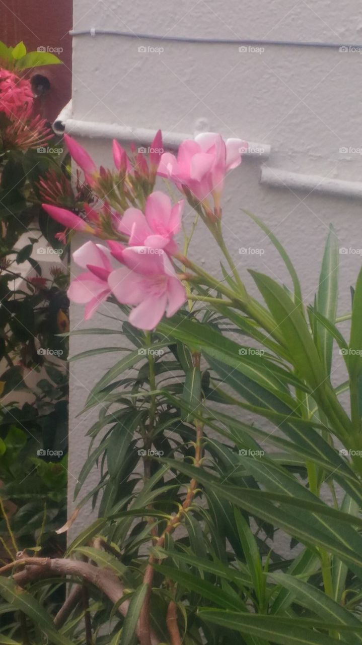 beautiful  flowers