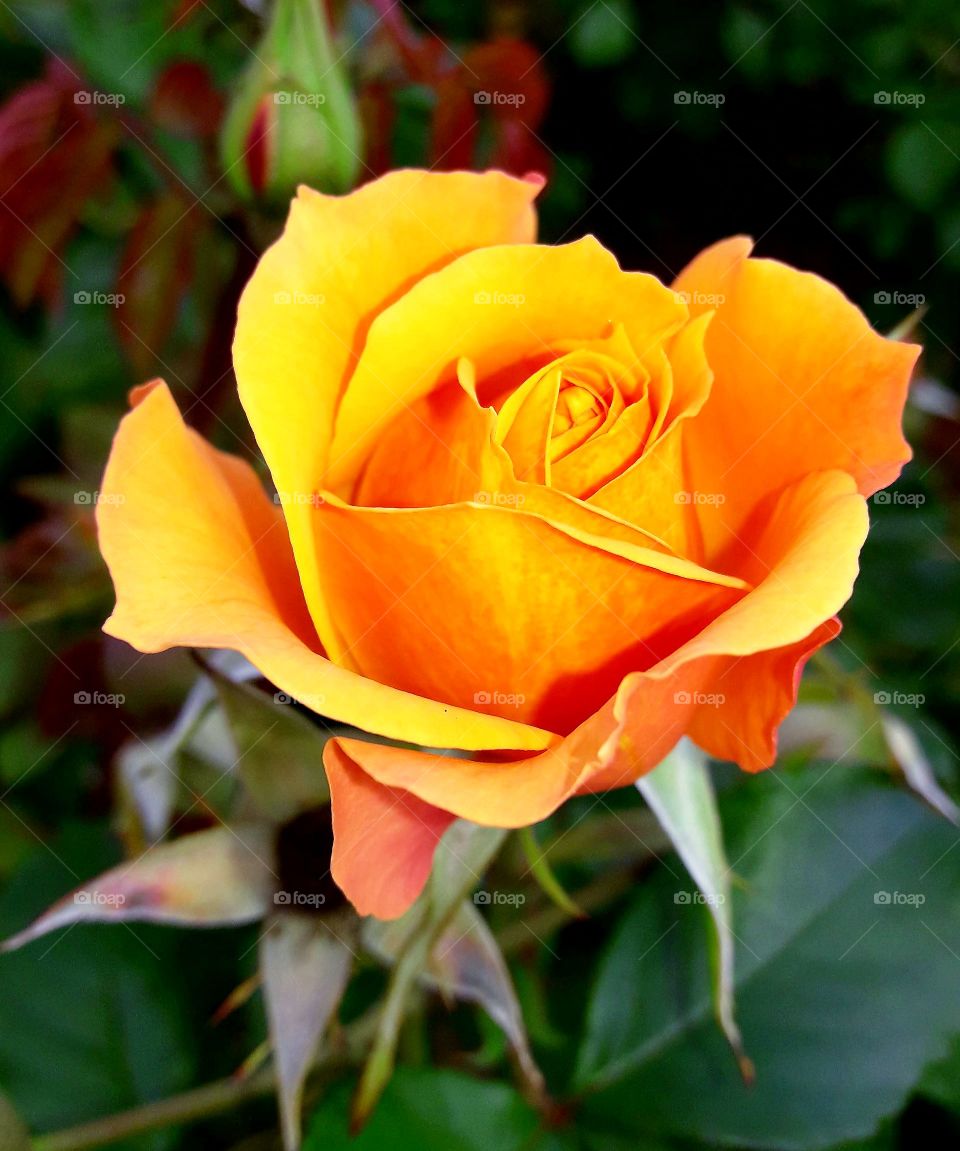 a stunning orange rose