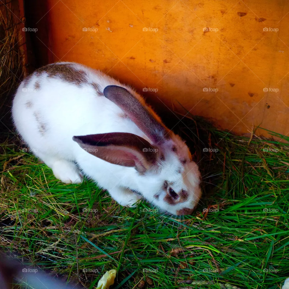 Rabbit 