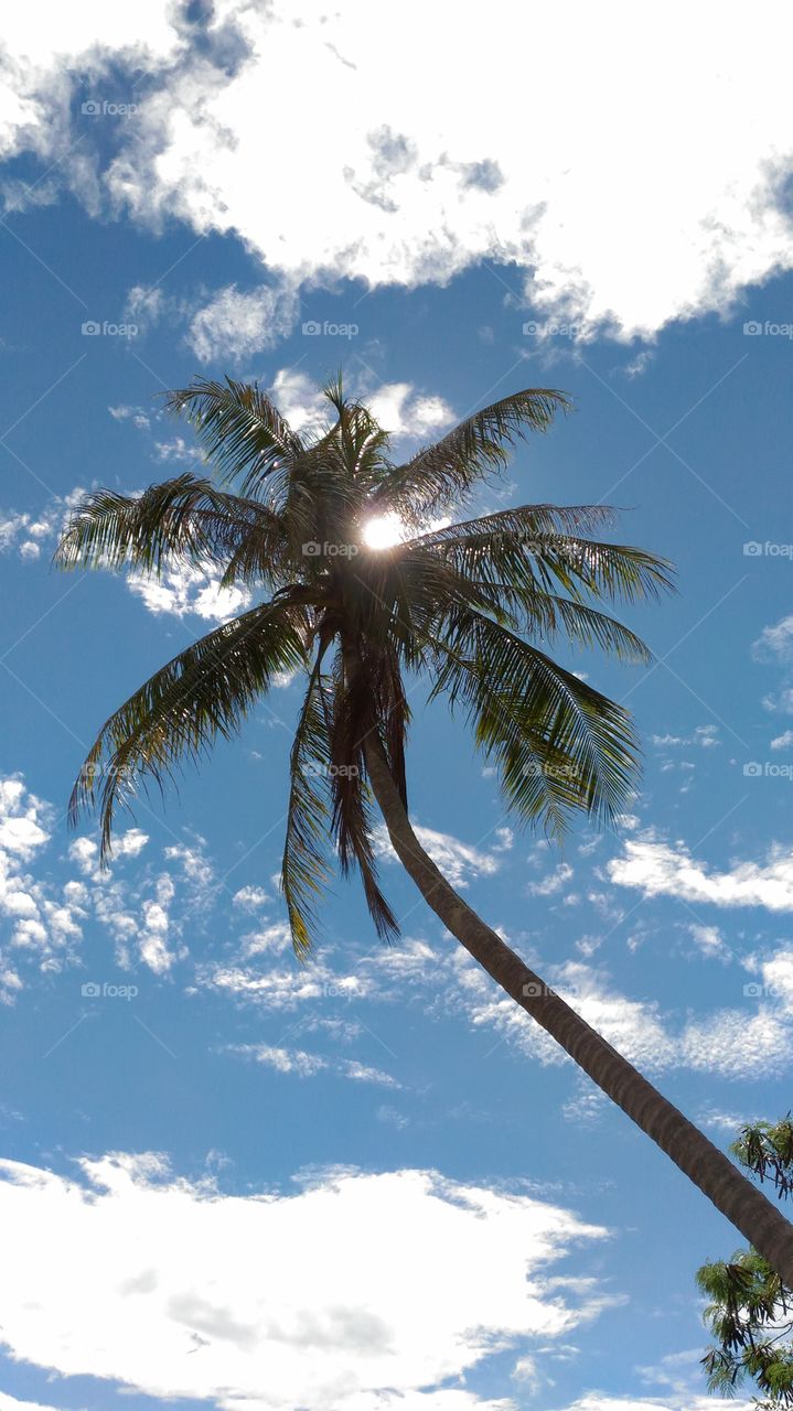 coconut tree
