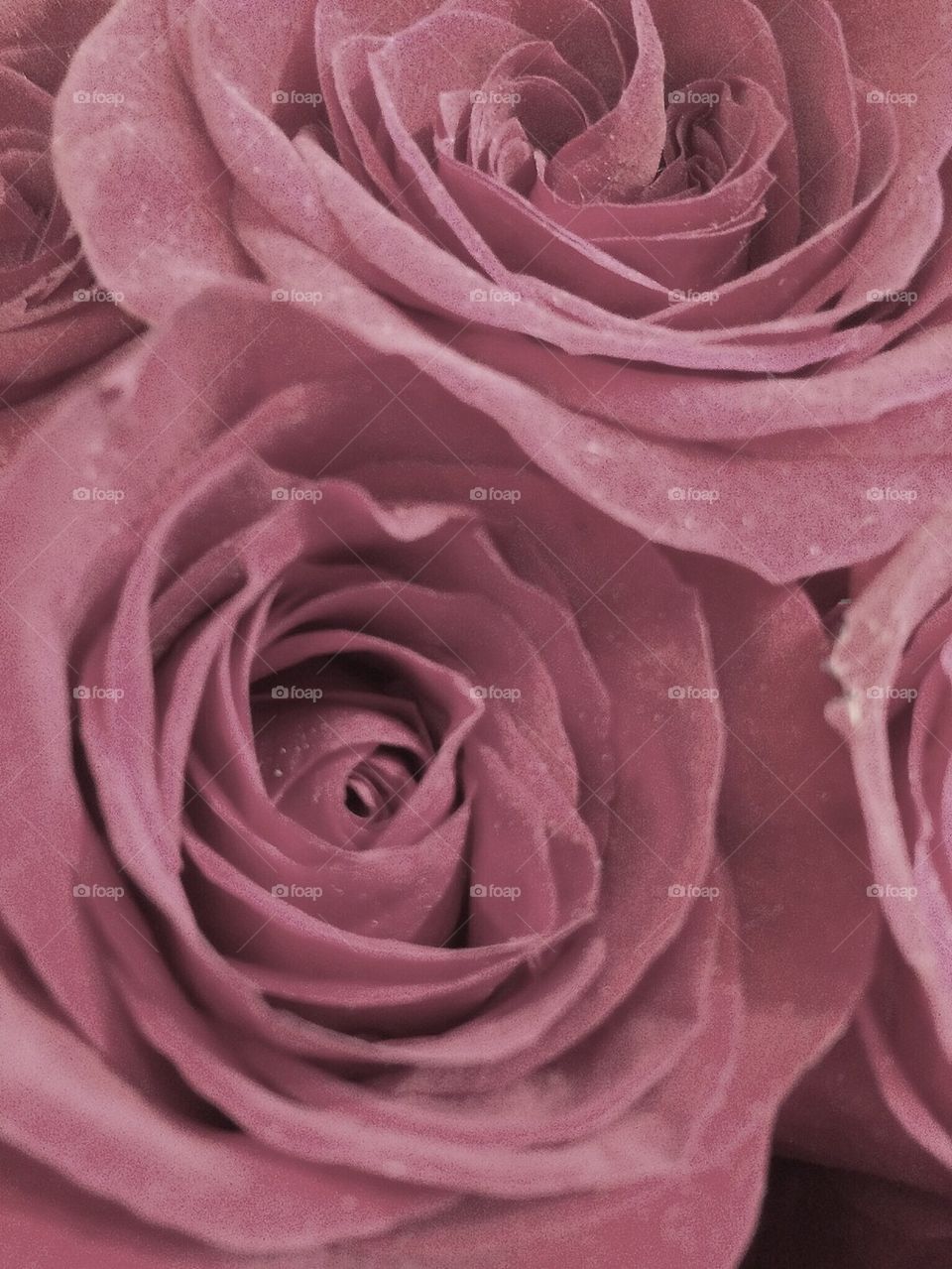 Pale pink roses