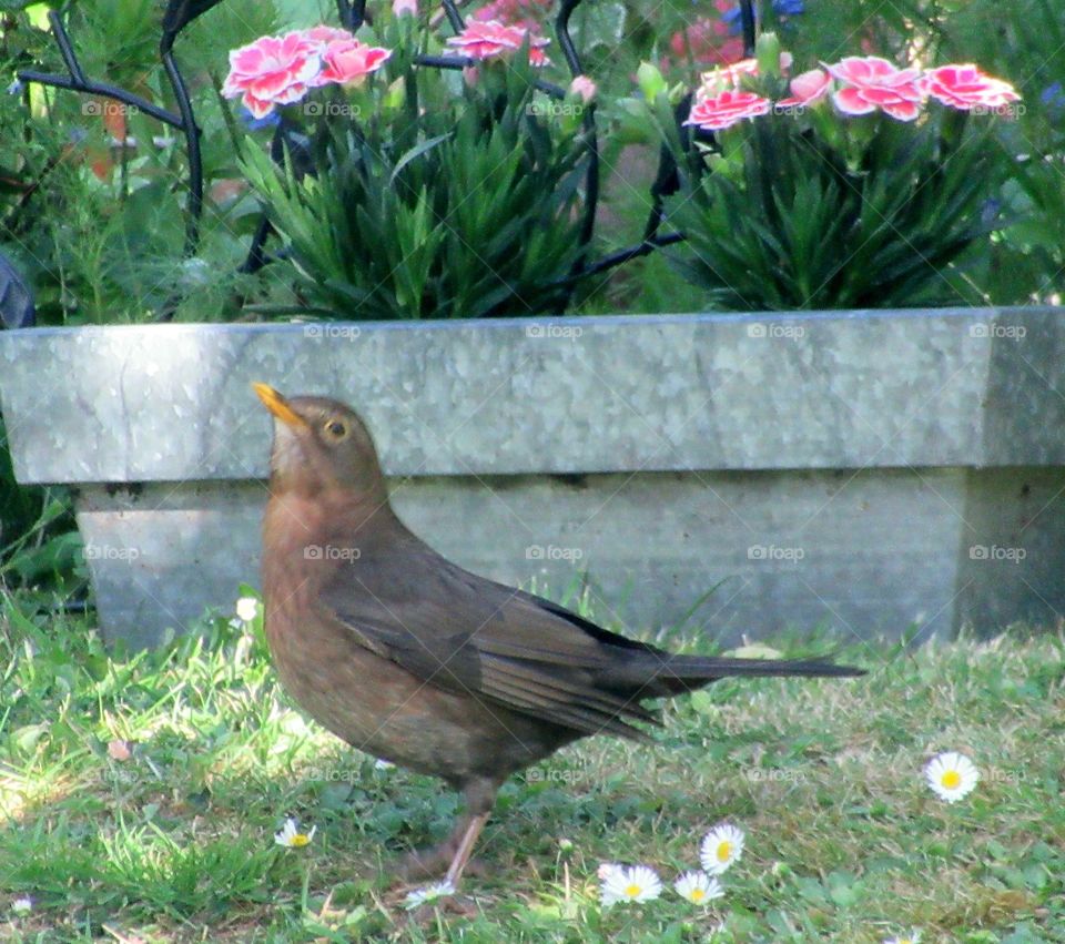 Female blackbird