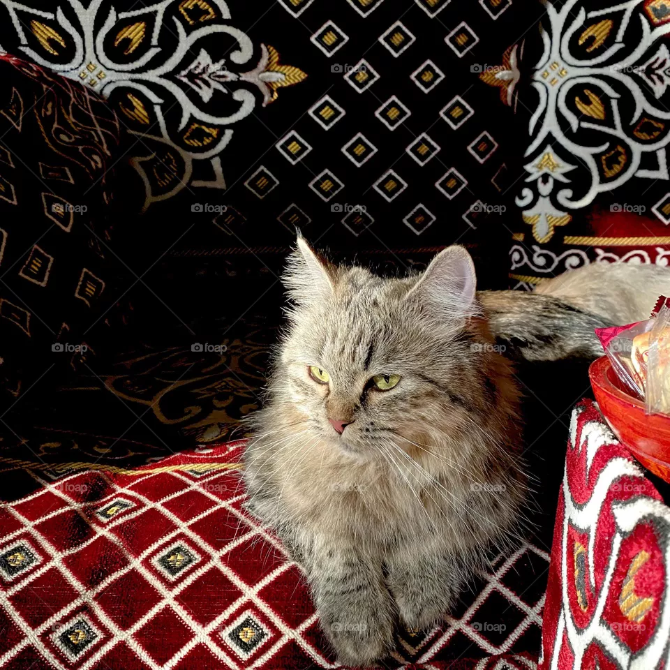 Cat