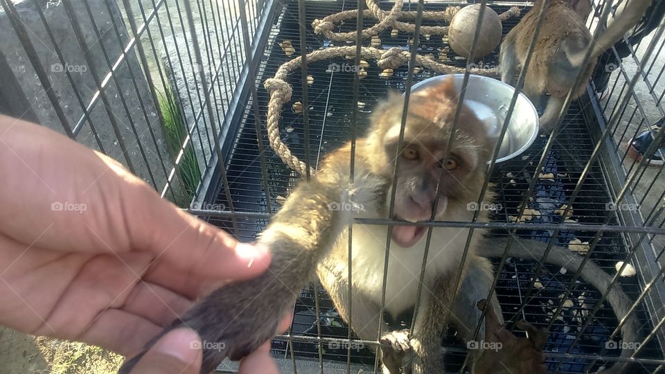 monkey handshake